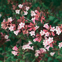 Glossy Abelia Dwarf (Abelia grandiflora)