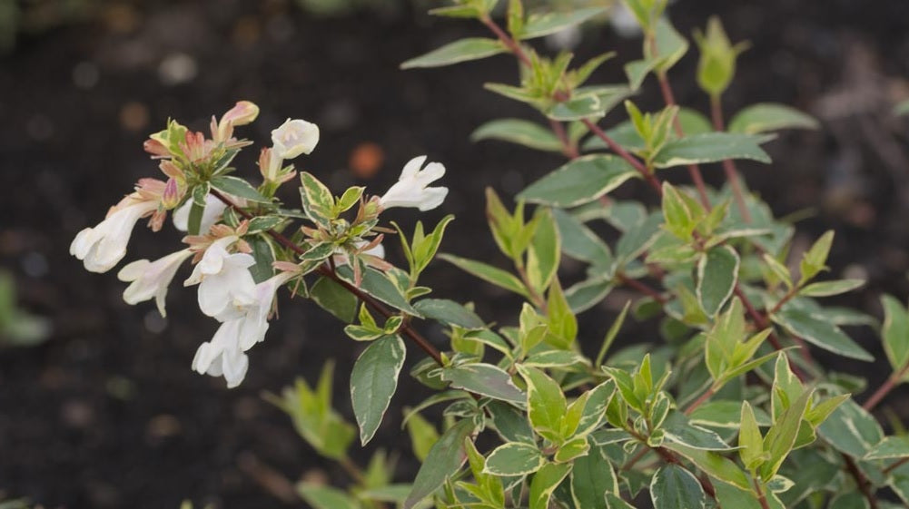 Glossy Abelia Dwarf Variegated (Abelia grandiflora)