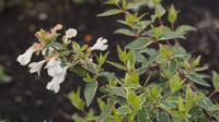 Glossy Abelia Dwarf Variegated (Abelia grandiflora) - Ladybird Nursery