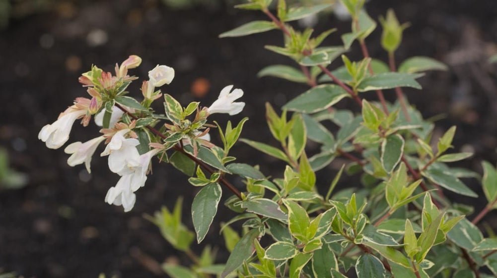 Glossy Abelia Dwarf Variegated (Abelia grandiflora) - Ladybird Nursery