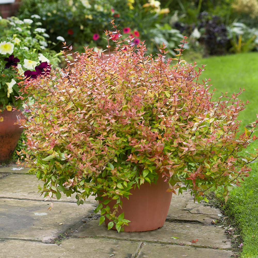 Glossy Abelia Kaleidoscope (Abelia grandiflora) - Ladybird Nursery