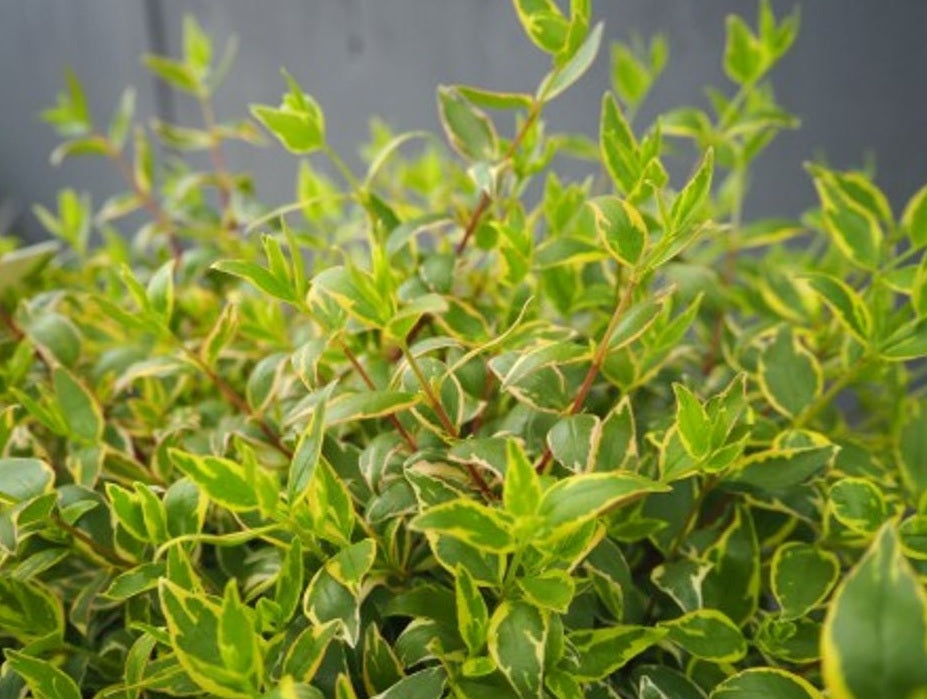 Glossy Abelia Splice (Abelia Lime)