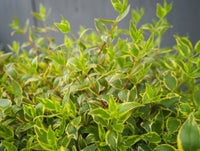 Glossy Abelia Splice (Abelia Lime) - Ladybird Nursery