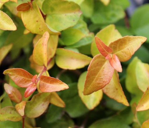 Glossy Abelia Suntastic Peach (Abelia grandiflora)
