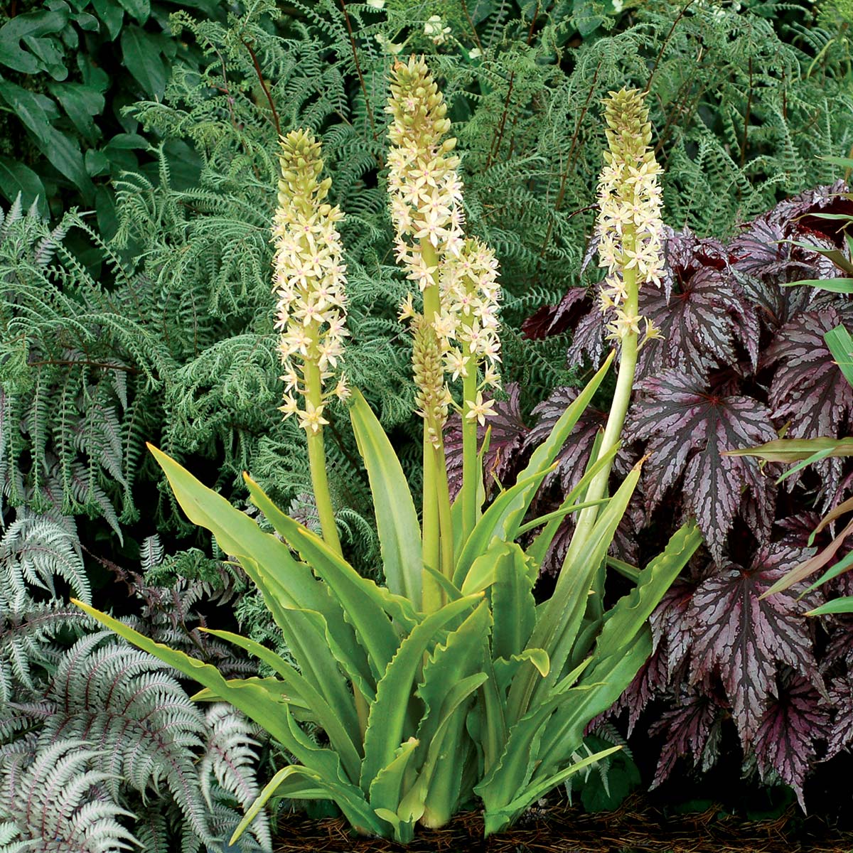 Glow Sticks Pineapple Lily (Eucomis comosa)