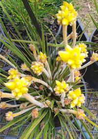 Gnangarra (Conostylis) - Ladybird Nursery