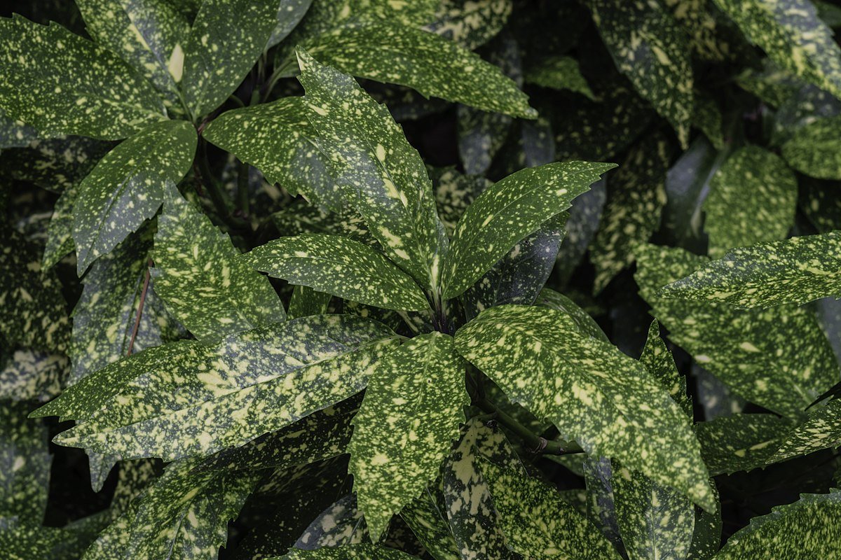 Gold Dust Japanese Laurel (Aucuba japonica) - Ladybird Nursery