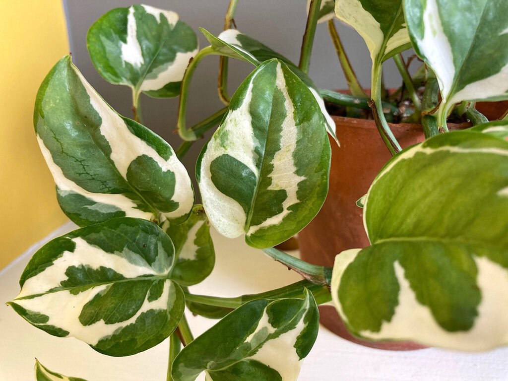 Gold Form Pothos - Devils Ivy (Epipremnum aureum) - Ladybird Nursery