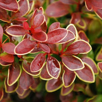 Gold Ring Japanese Barberry (Berberis thunbergii)