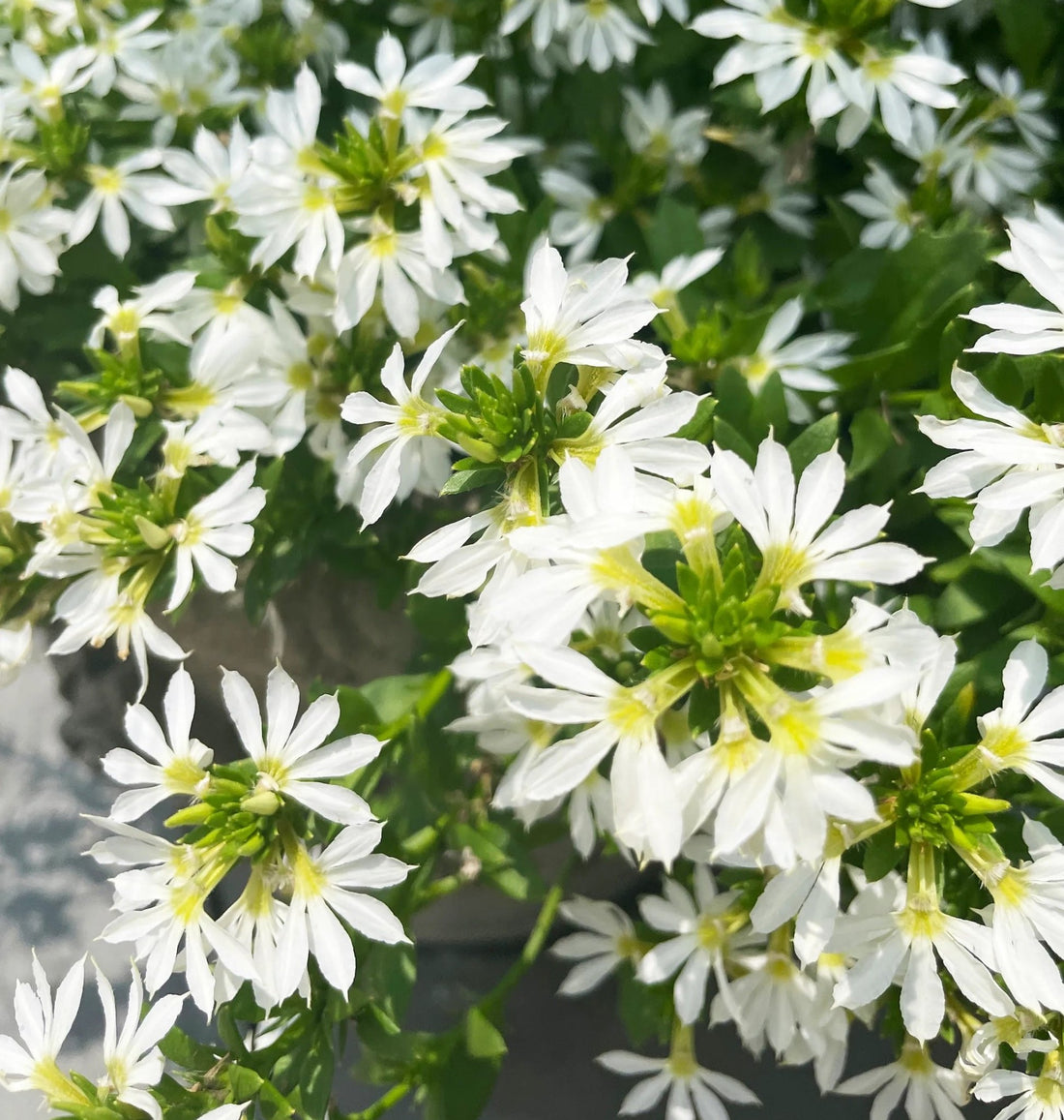 Fan Flower White (Scaevola spp.) - Ladybird Nursery