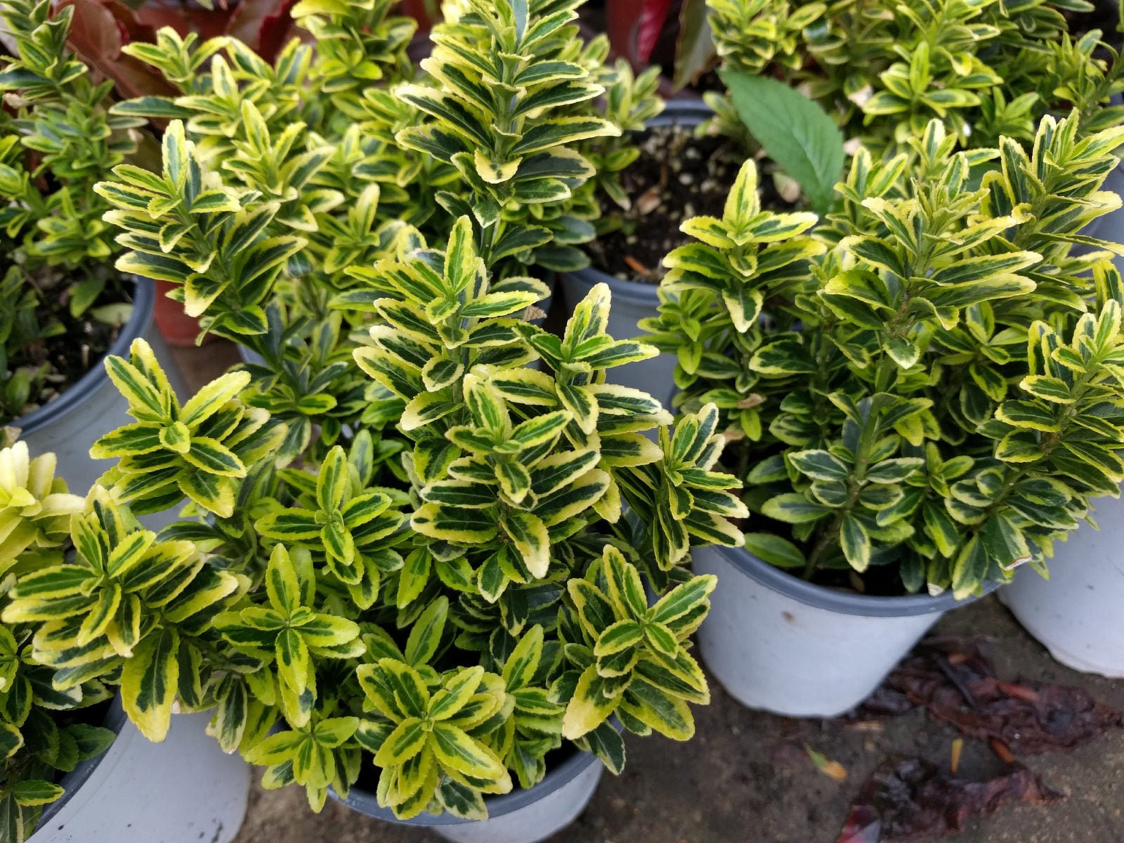 Gold Thumb Spindle microphyllus (Euonymus japonicus) - Ladybird Nursery