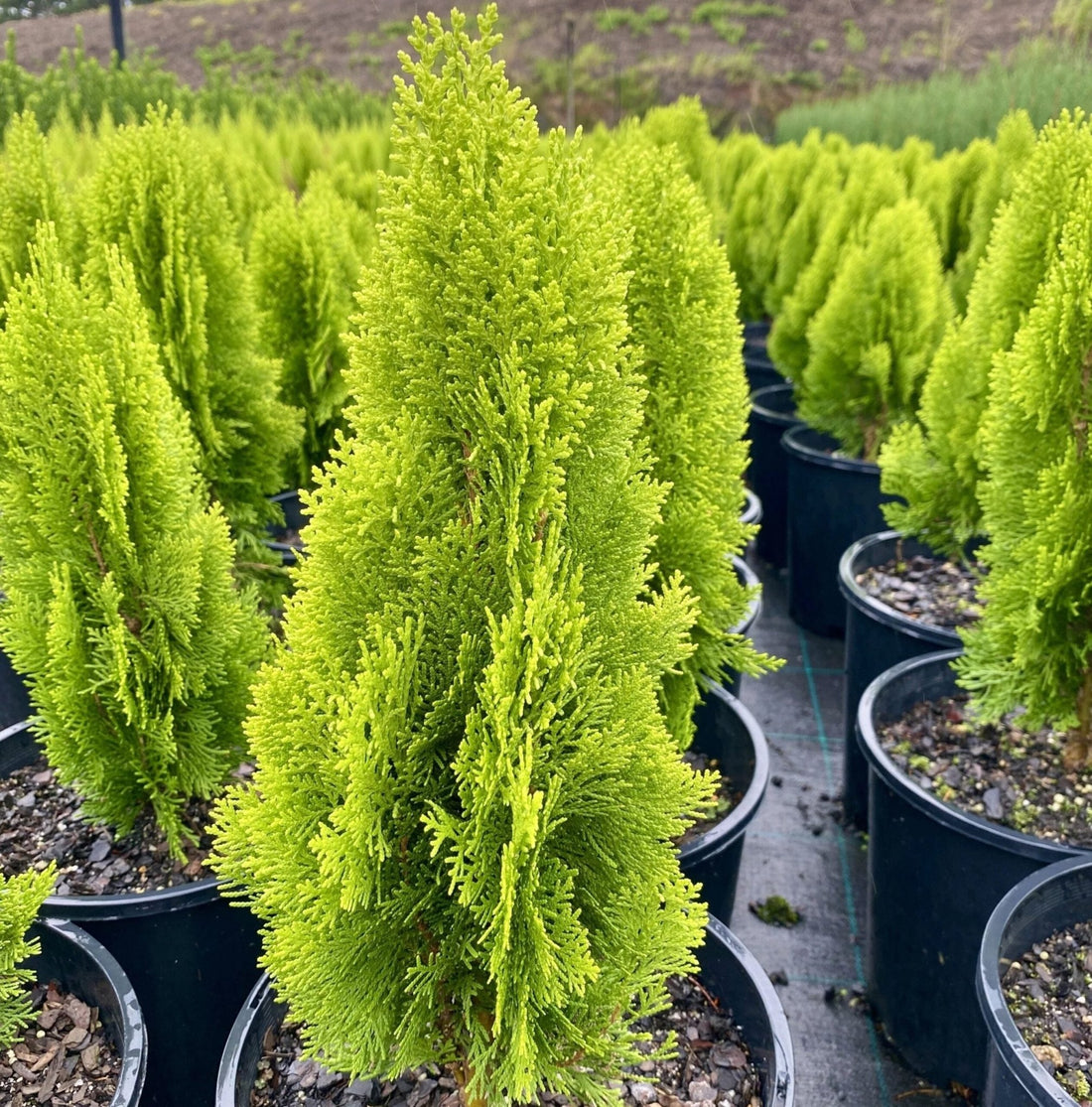 Golden Arborvitae Aurea Nana Stumpy Joe (Thuja orientalis) - Ladybird Nursery
