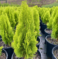 Golden Arborvitae Aurea Nana Stumpy Joe (Thuja orientalis)