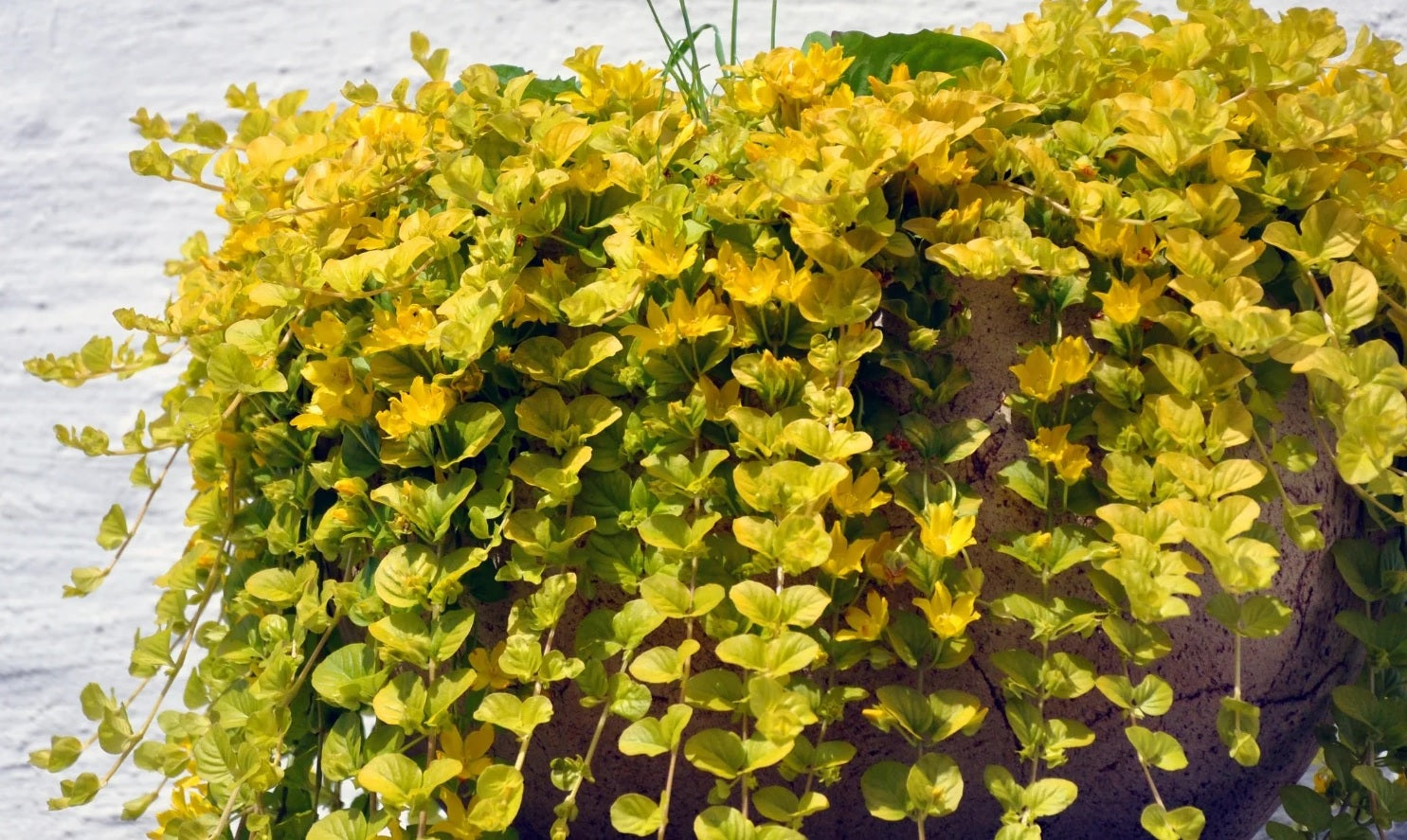 Golden Creeping Jenny Gold Clusters (Lysimachia nummularia)