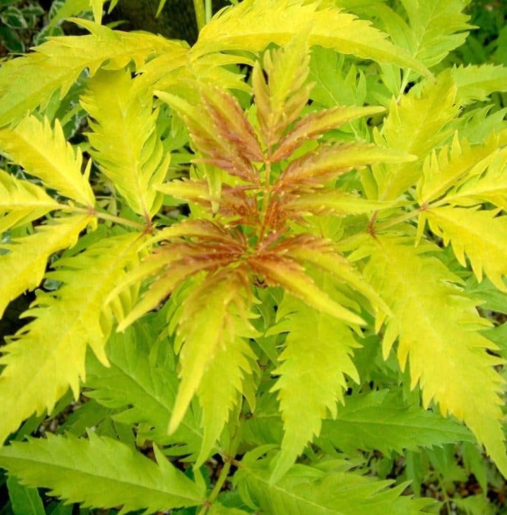 Golden Cutleaf Elderberry Plumosa Aurea (Sambucus racemosa)