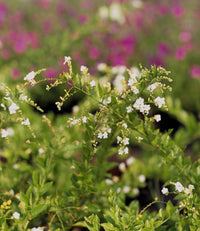 Golden Dewdrop Alba (Duranta erecta) - Ladybird Nursery