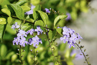 Golden Dewdrop Blue (Duranta erecta) - Ladybird Nursery