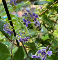 Golden Dewdrop China Girl (Duranta erecta)
