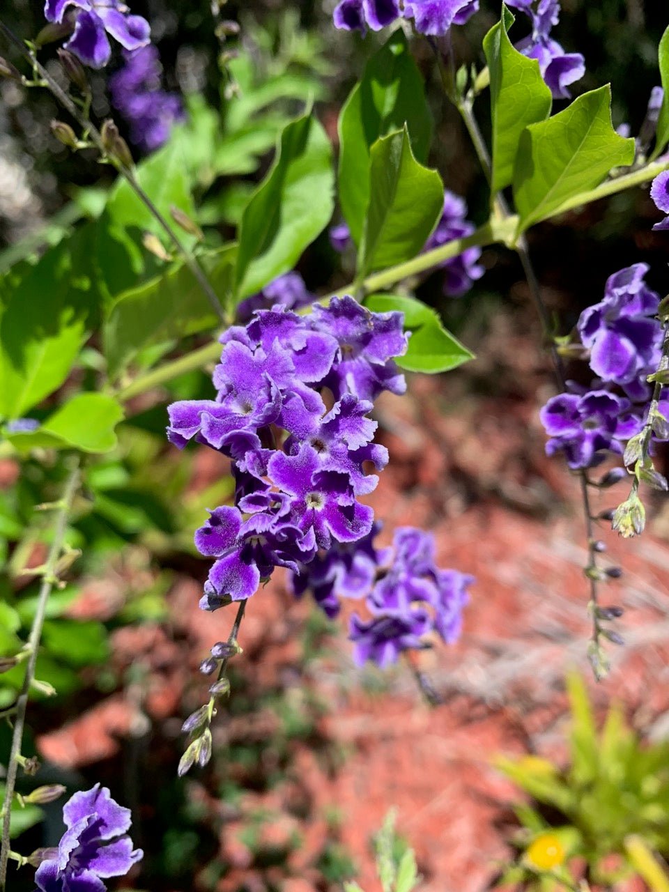 Golden Dewdrop Geisha Girl (Duranta erecta) - Ladybird Nursery