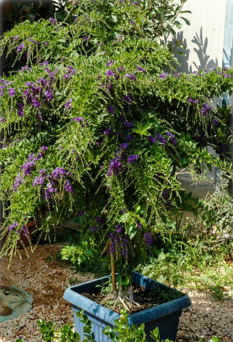 Golden Dewdrop Geisha Girl Standards (Duranta erecta) - Ladybird Nursery