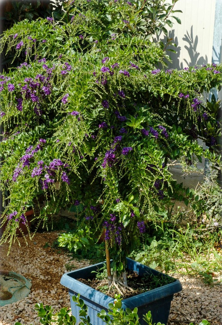 Golden Dewdrop Geisha Girl Standards (Duranta erecta)