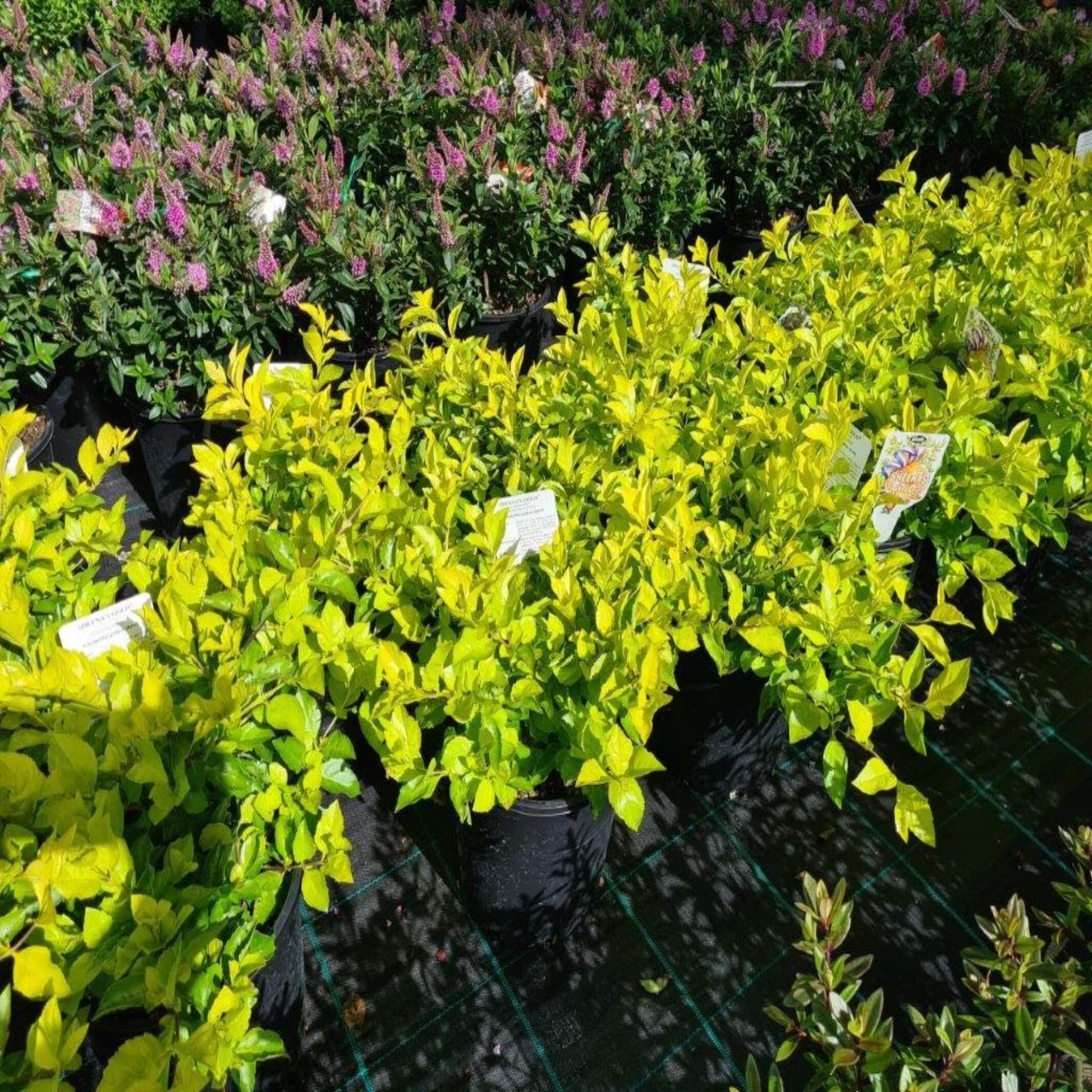 Golden Dewdrop Sheenas Gold (Duranta erecta)