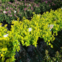 Golden Dewdrop Sheenas Gold (Duranta erecta)