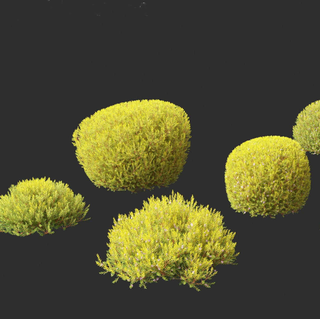 Golden Diosma Aurea (Coleonema pulchellum)