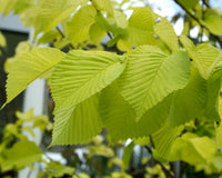 Golden Elm lutescens (Ulmus glabra)
