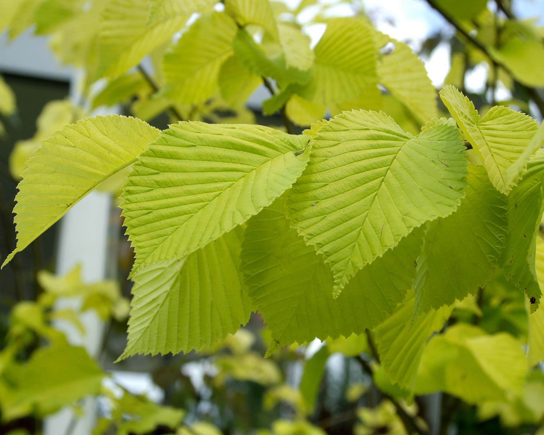 Golden Elm lutescens (Ulmus glabra) - Ladybird Nursery
