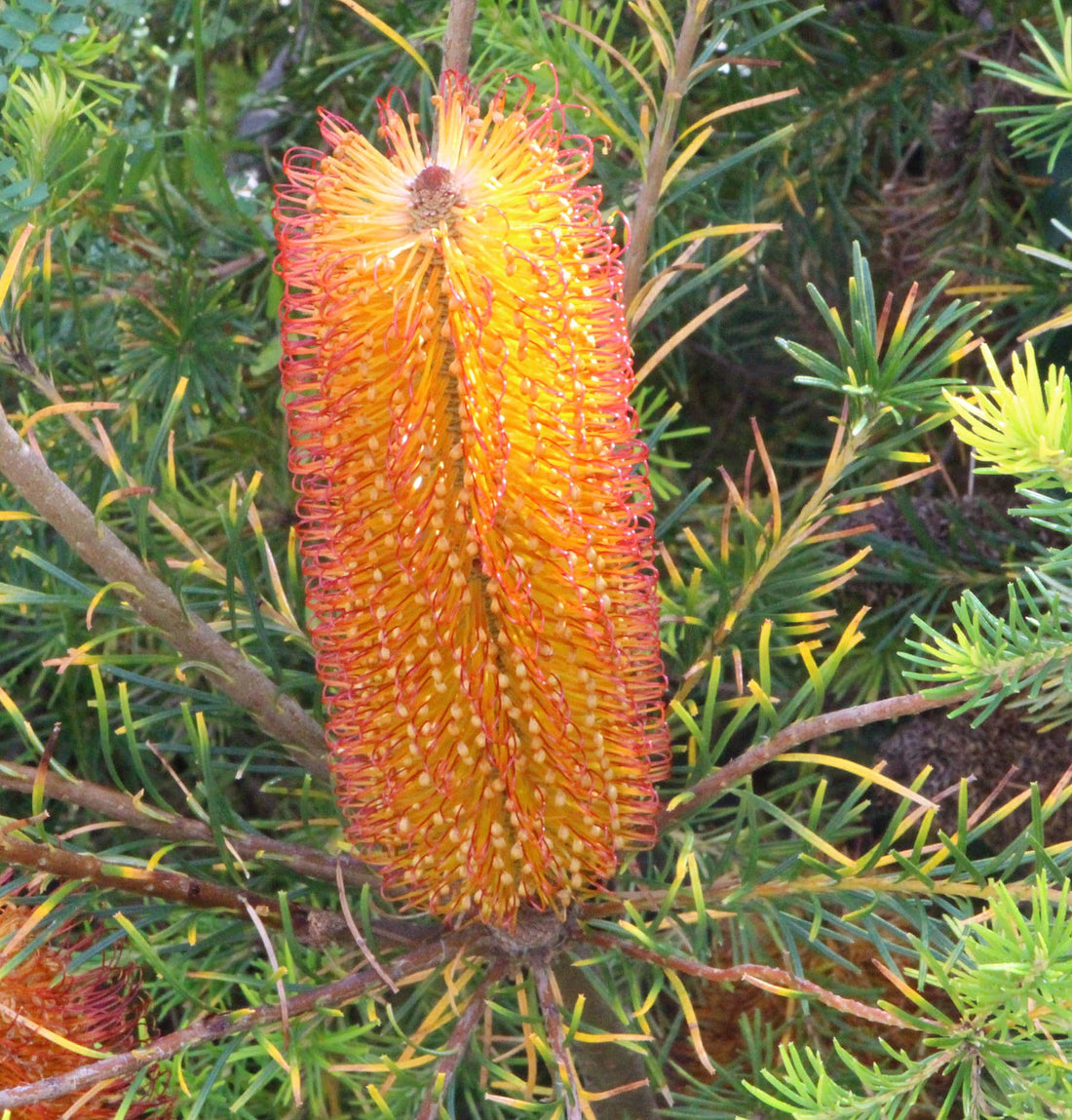 Golden Girl Banksia (Banksia ericifolia) - Ladybird Nursery
