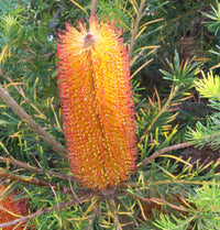 Golden Girl Banksia (Banksia ericifolia)