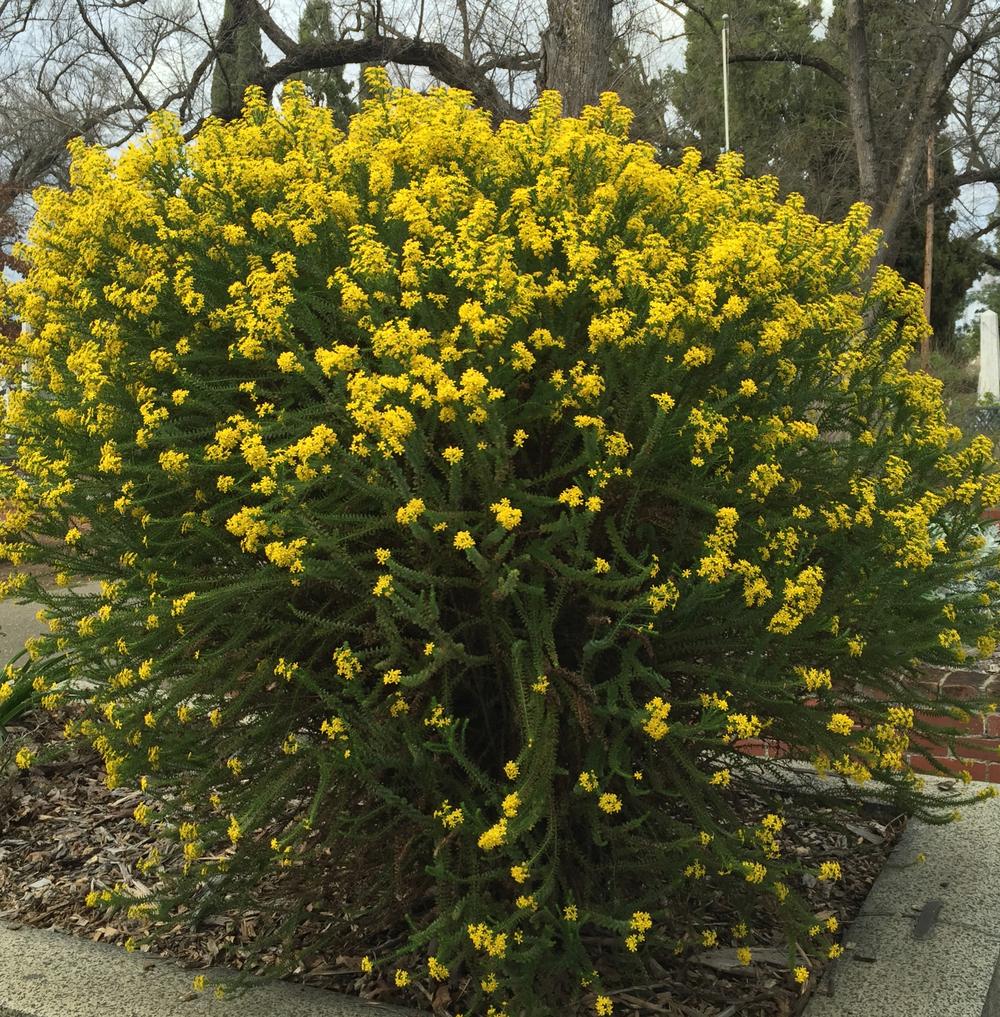 Golden Glow Bush (Euryops virgineus)