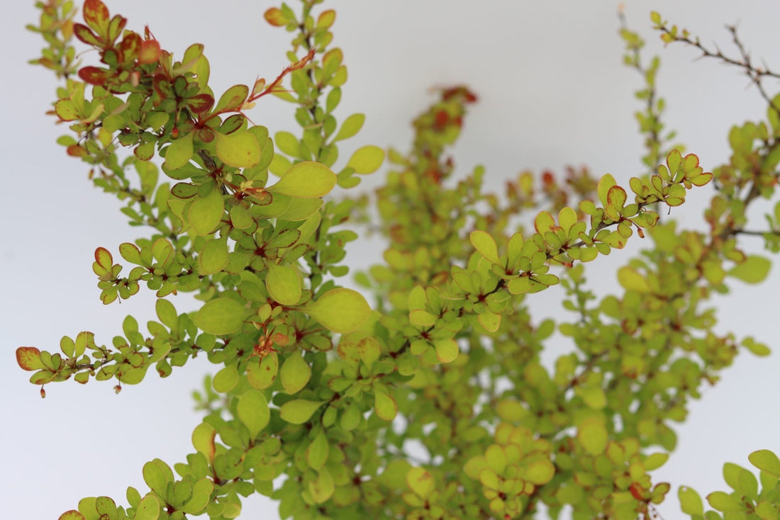Golden Glow Japanese Barberry (Berberis thunbergii) - Ladybird Nursery