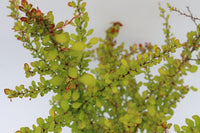 Golden Glow Japanese Barberry (Berberis thunbergii) - Ladybird Nursery