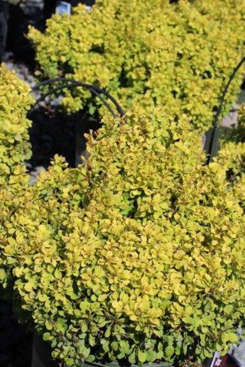 Golden Nugget Japanese Barberry (Berberis thunbergii) - Ladybird Nursery