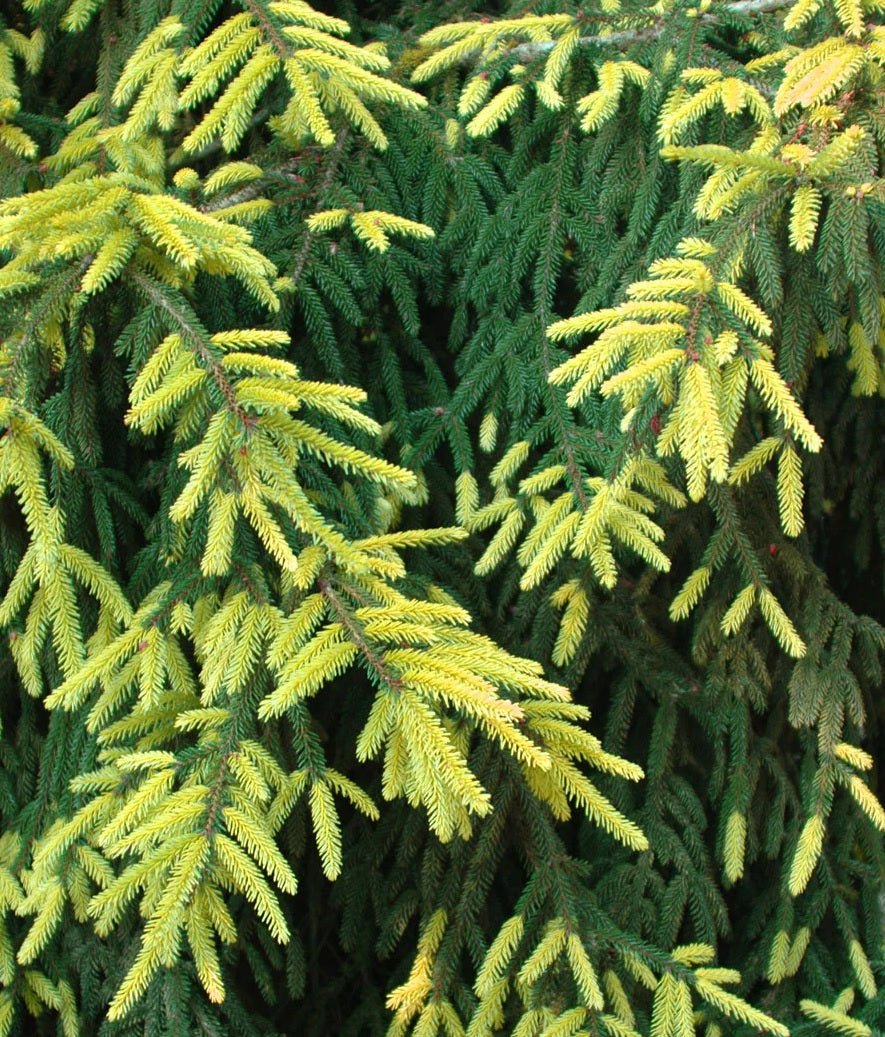 Golden Oriental Spruce Aurea (Picea orientalis) - Ladybird Nursery