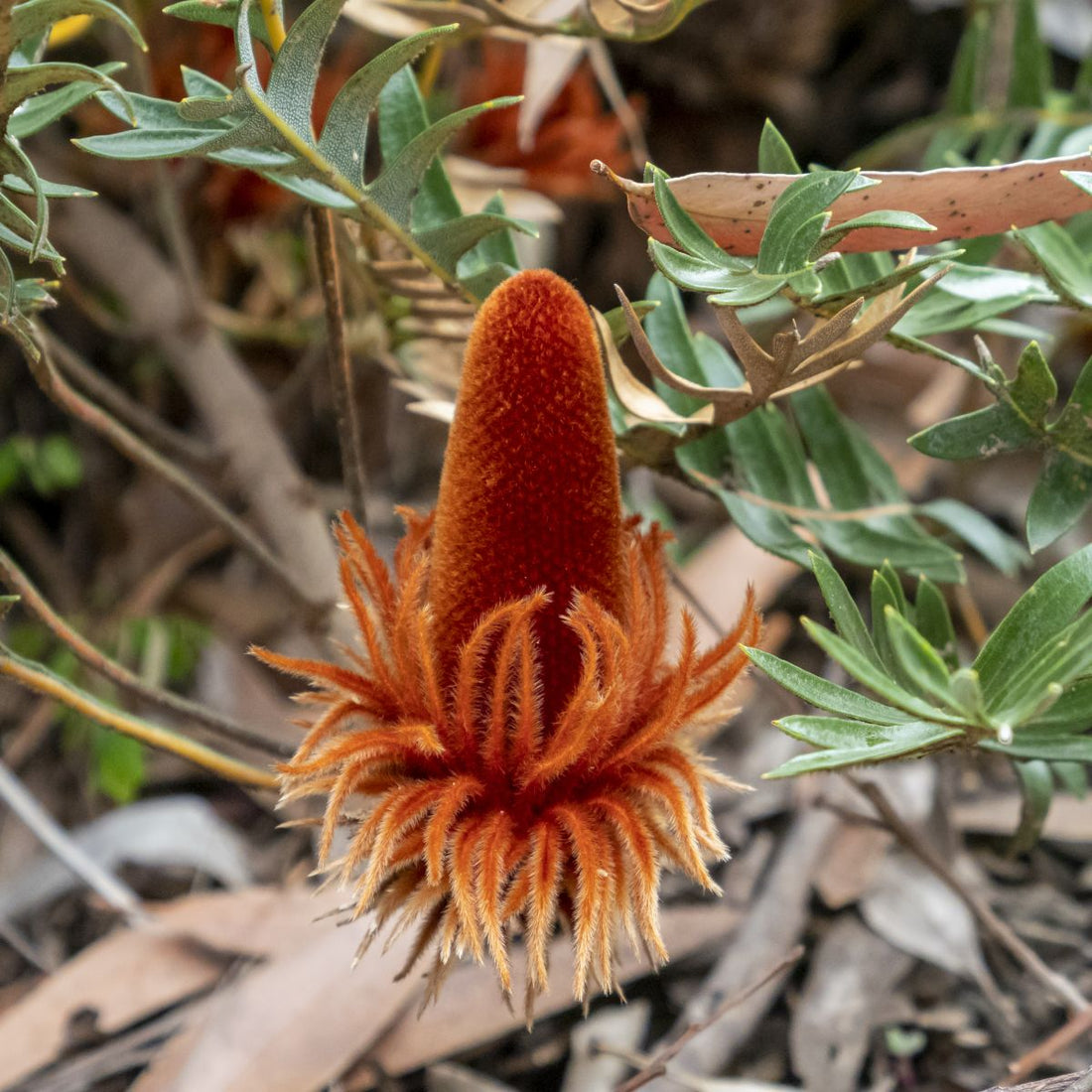 Fern - leaved Banksia (Banksia blechnifolia) - Ladybird Nursery