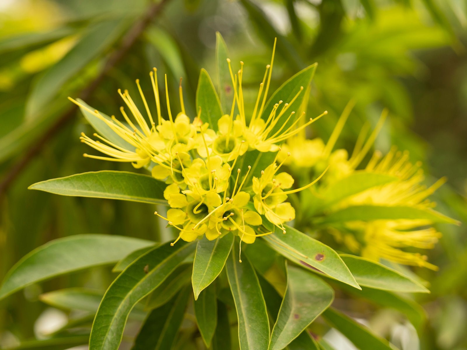 Advanced Golden Penda (Xanthostemon chrysanthus) PICK UP ONLY - Ladybird Nursery