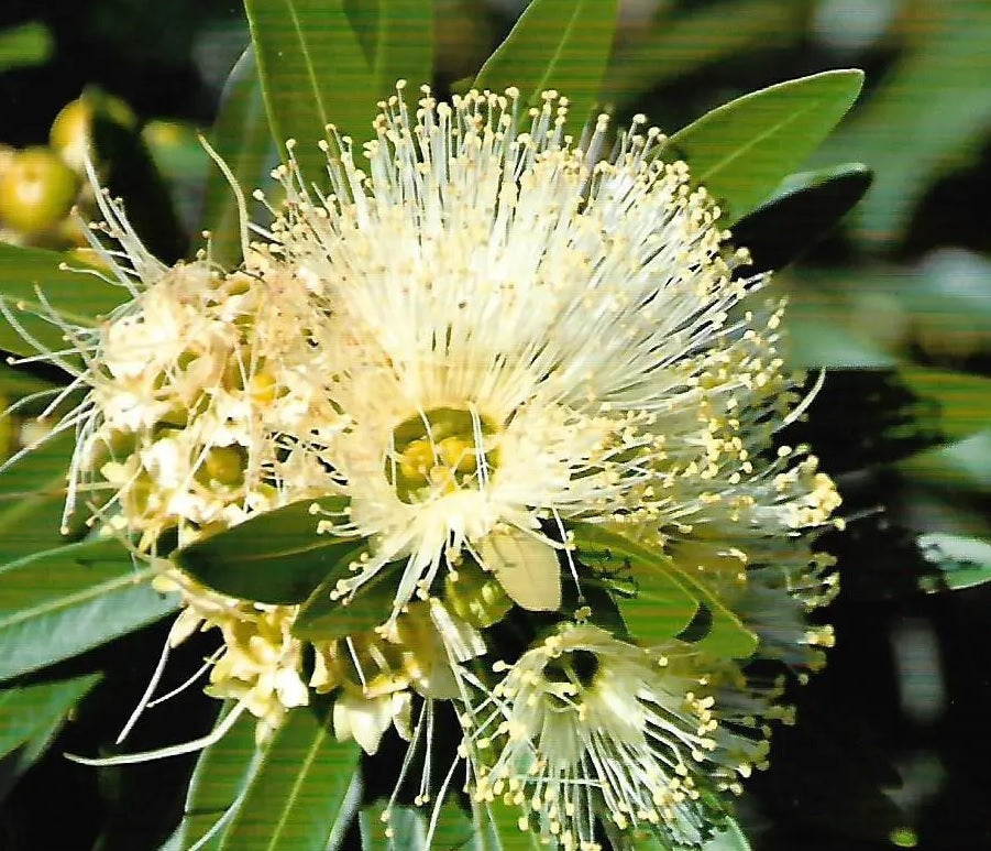 Golden Penda Cream Dancer (Xanthostemon verticillatus)