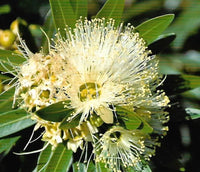 Golden Penda Cream Dancer (Xanthostemon verticillatus) - Ladybird Nursery