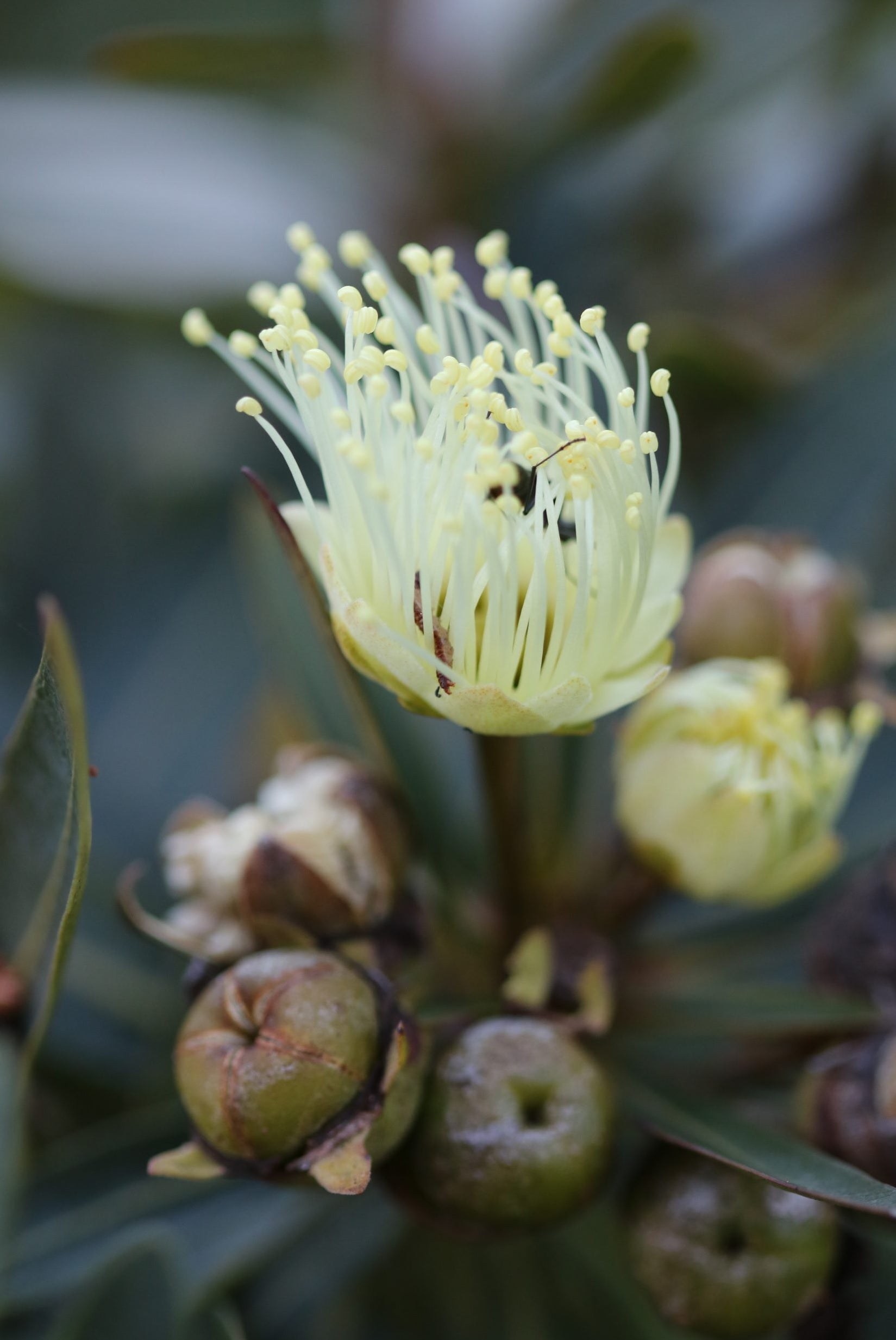 Golden Penda Little (Xanthostemon verticillatus)