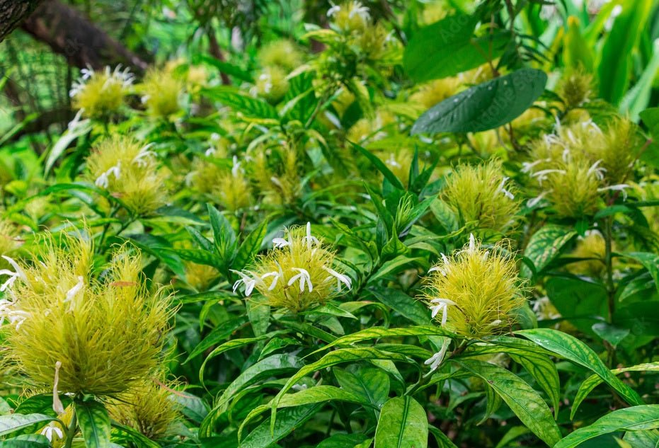 Golden Plume (Schaueria flavicoma) - Ladybird Nursery