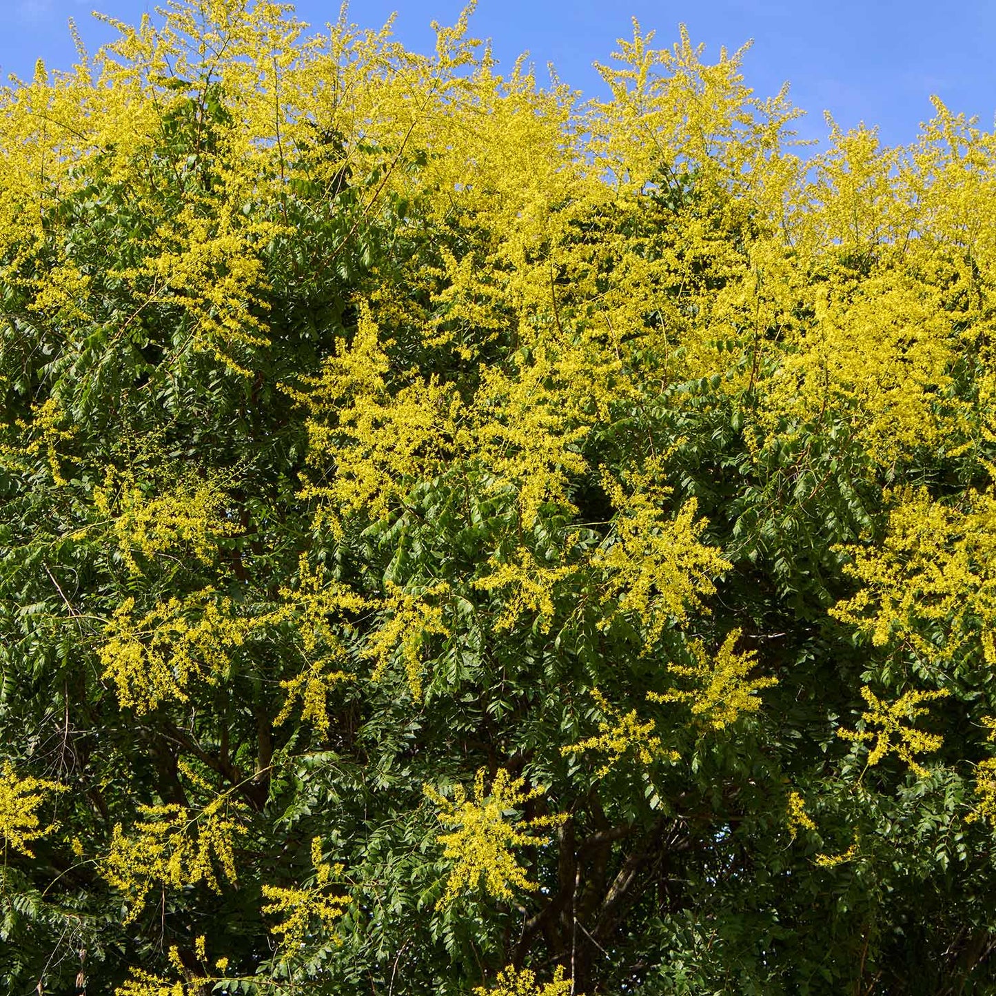 Golden Rain Tree (Koelreuteria paniculata)