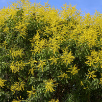 Golden Rain Tree (Koelreuteria paniculata) - Ladybird Nursery