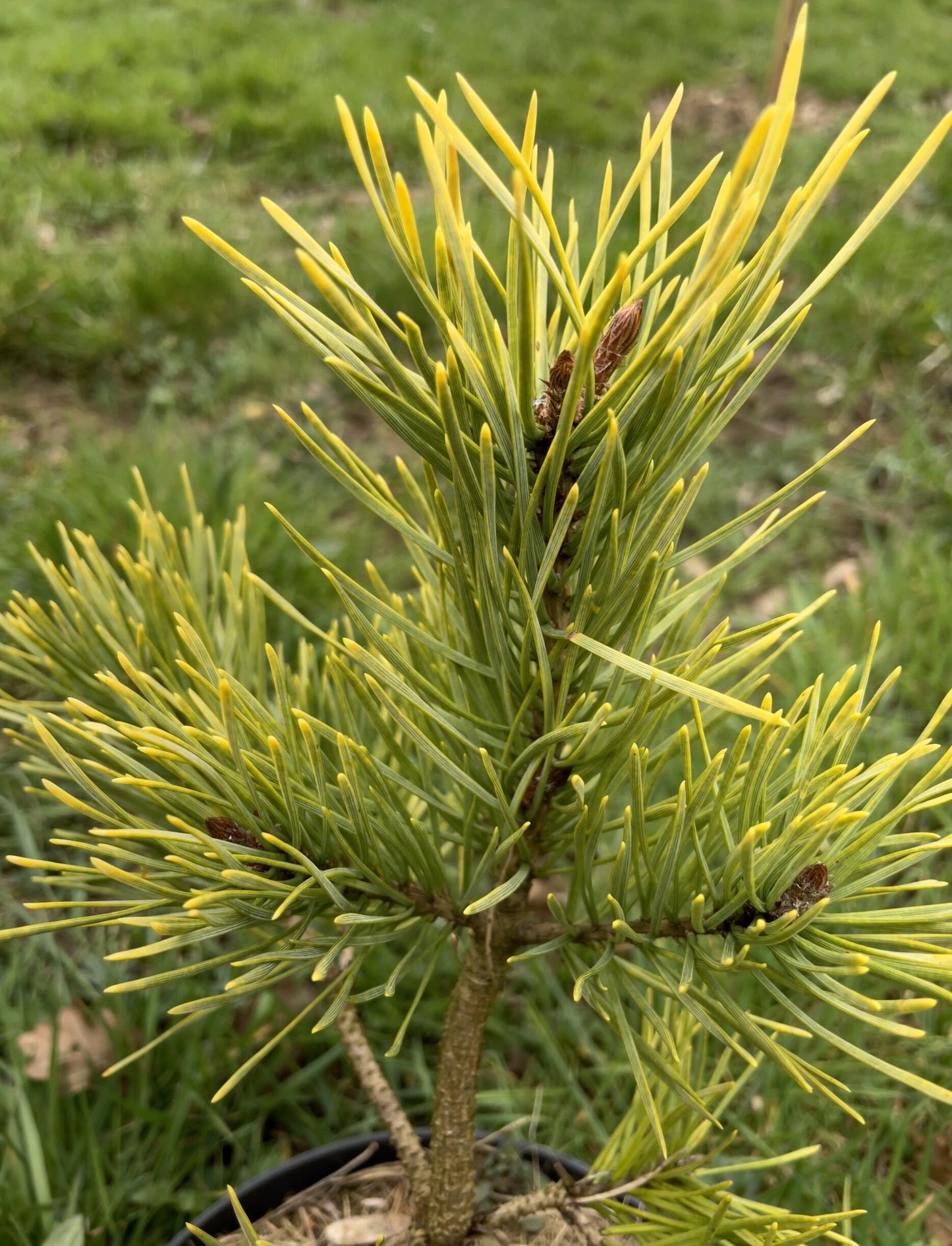 Golden Scots Pine aurea (Pinus sylvestris)
