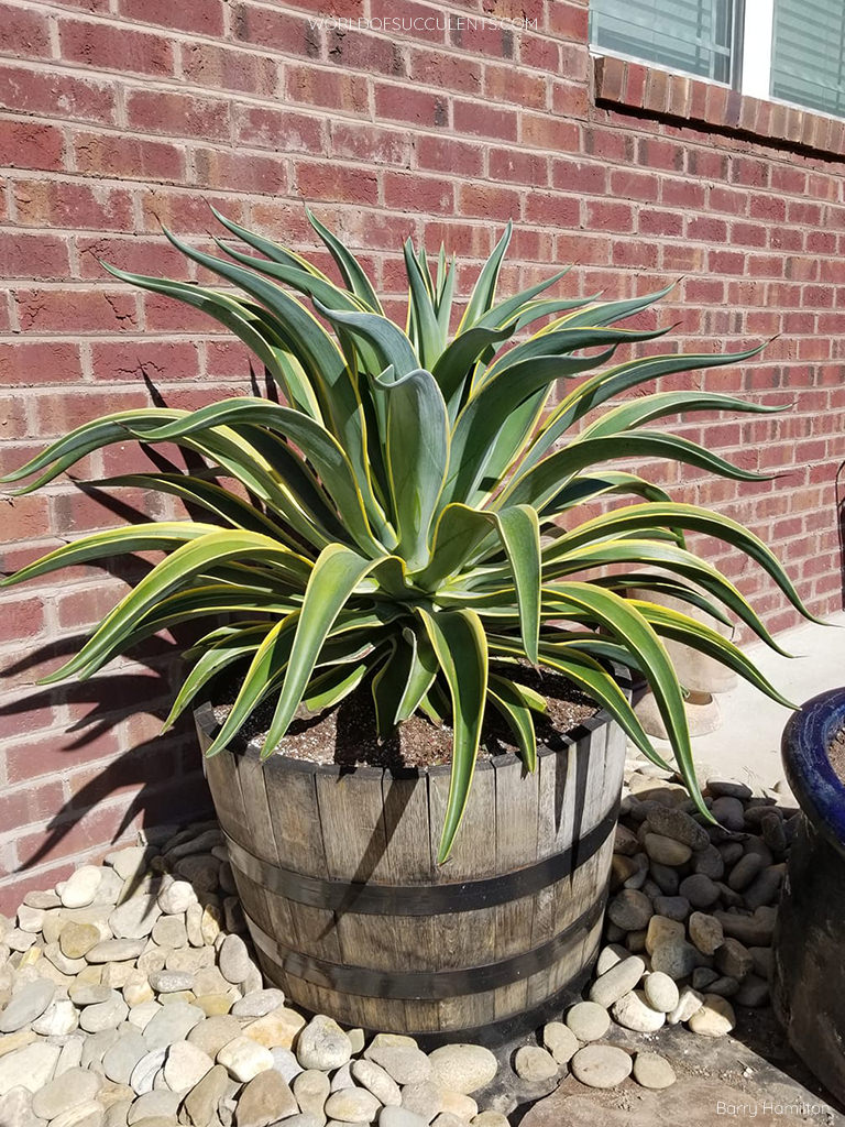 Golden Smooth Agave El Miradores Gold (Agave desmettiana)