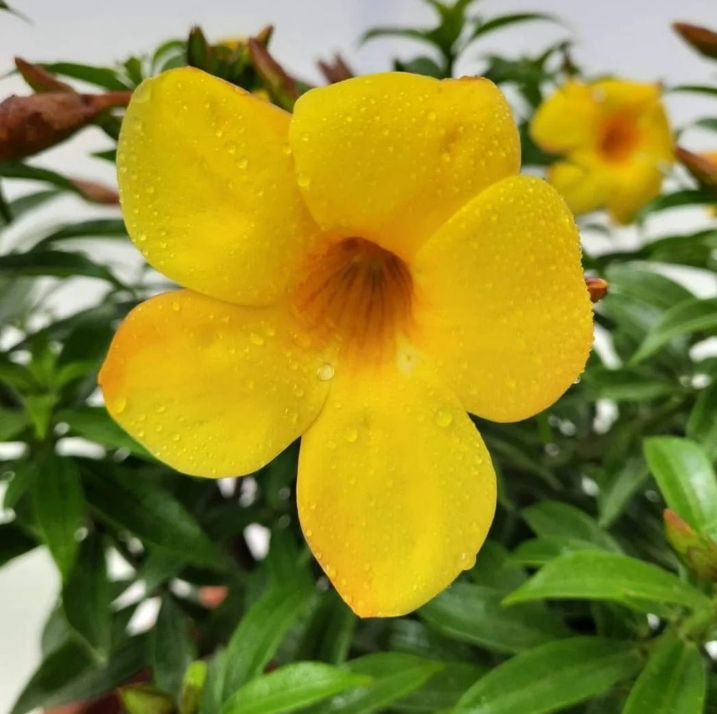 Golden Trumpet (Allamanda cathartica) - Ladybird Nursery