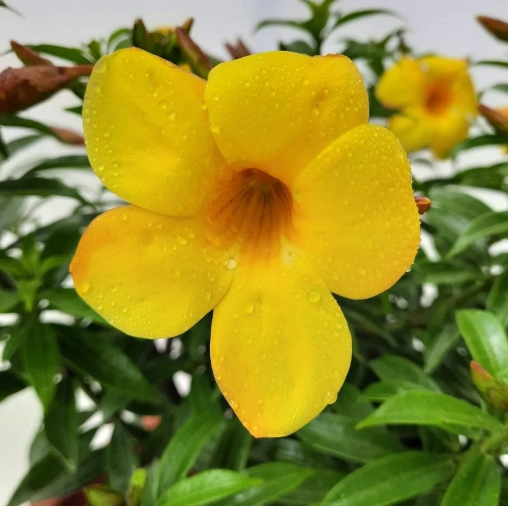 Golden Trumpet (Allamanda cathartica)