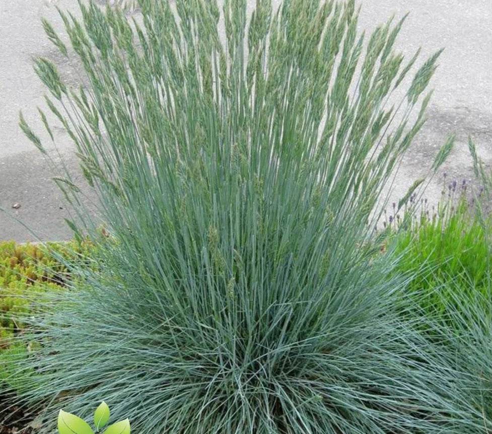 Festuca Beyond Blue (Festuca glauca)